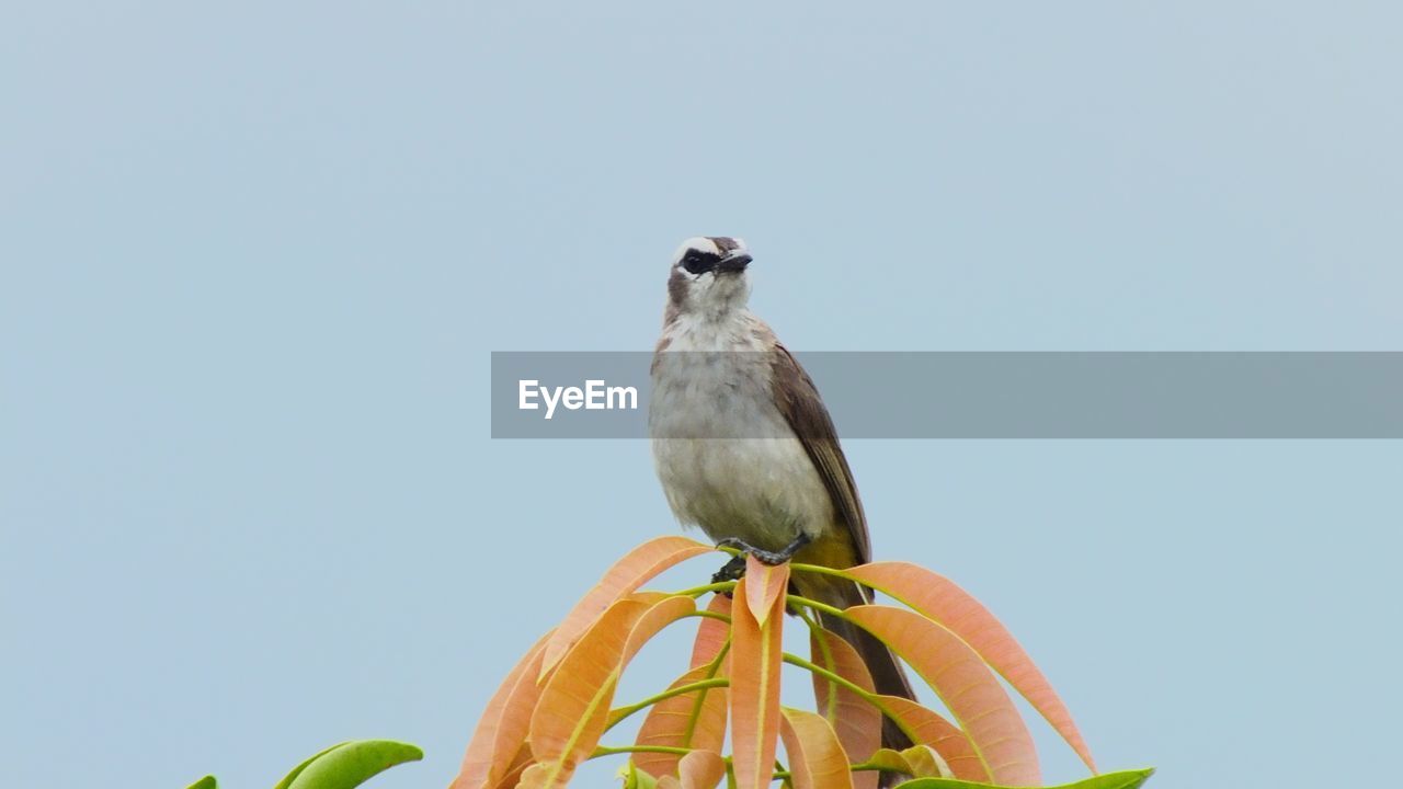 Low angle view of bird