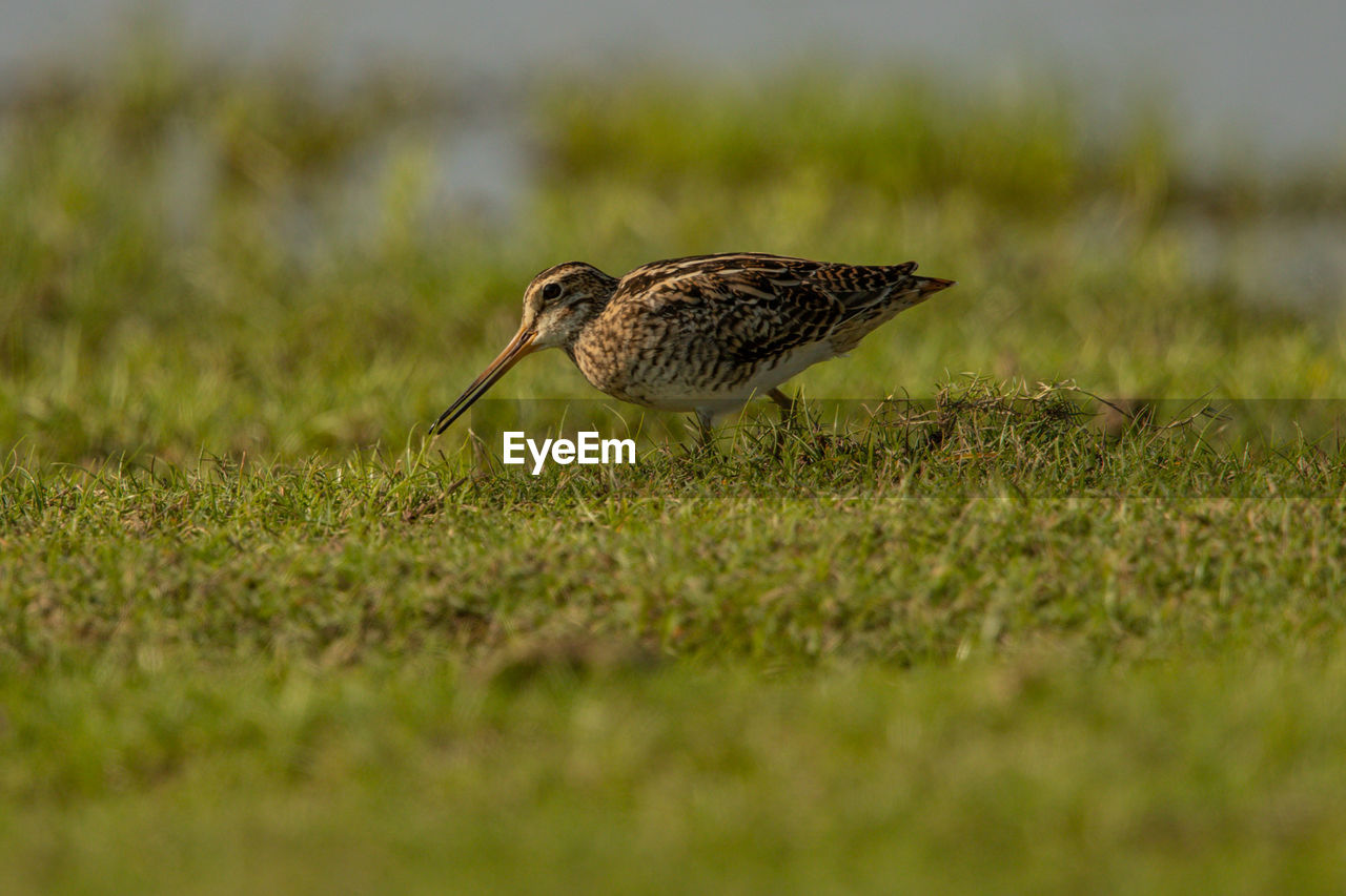 BIRD PERCHING ON A FIELD