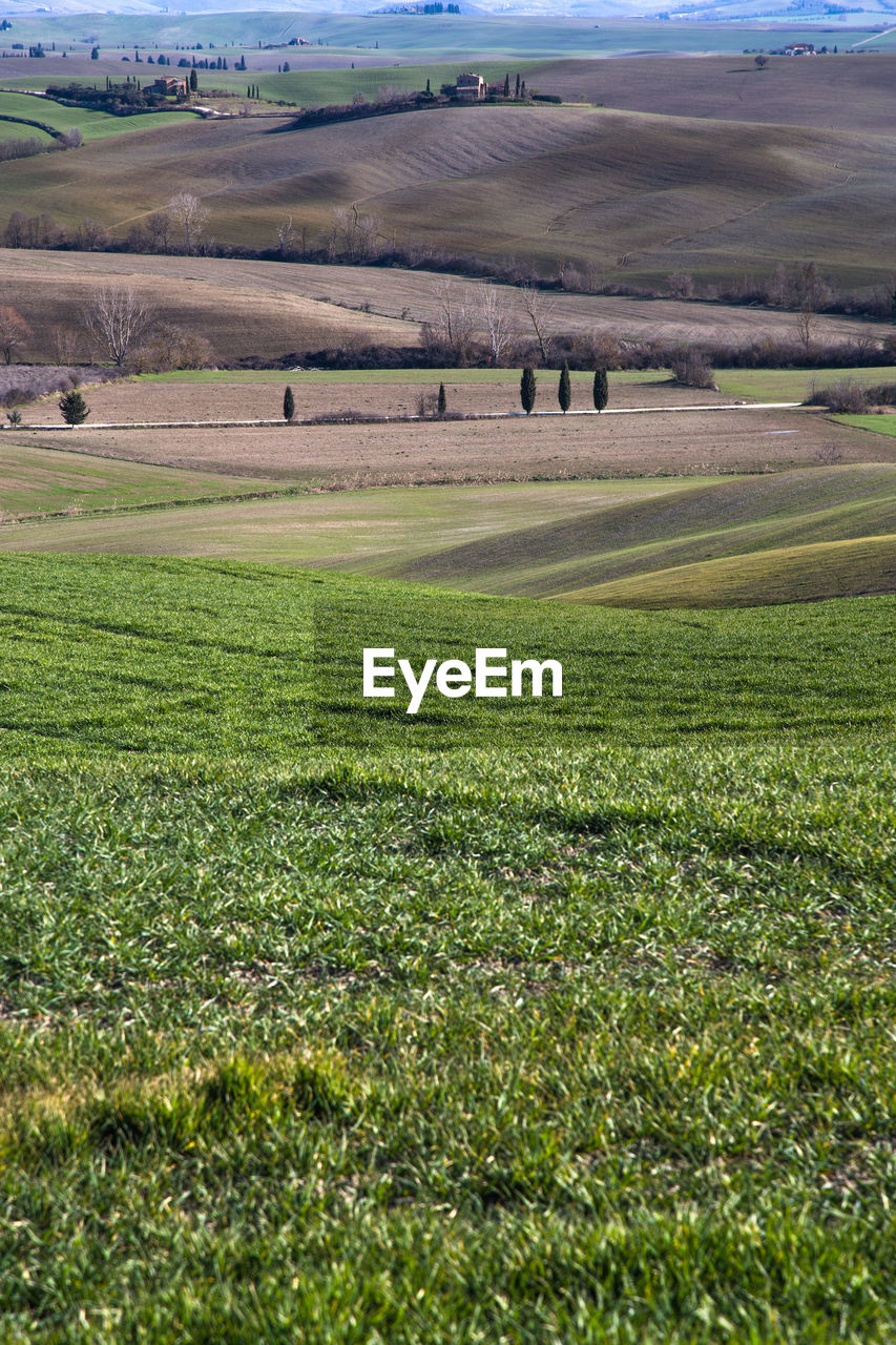 SCENIC VIEW OF AGRICULTURAL FIELD