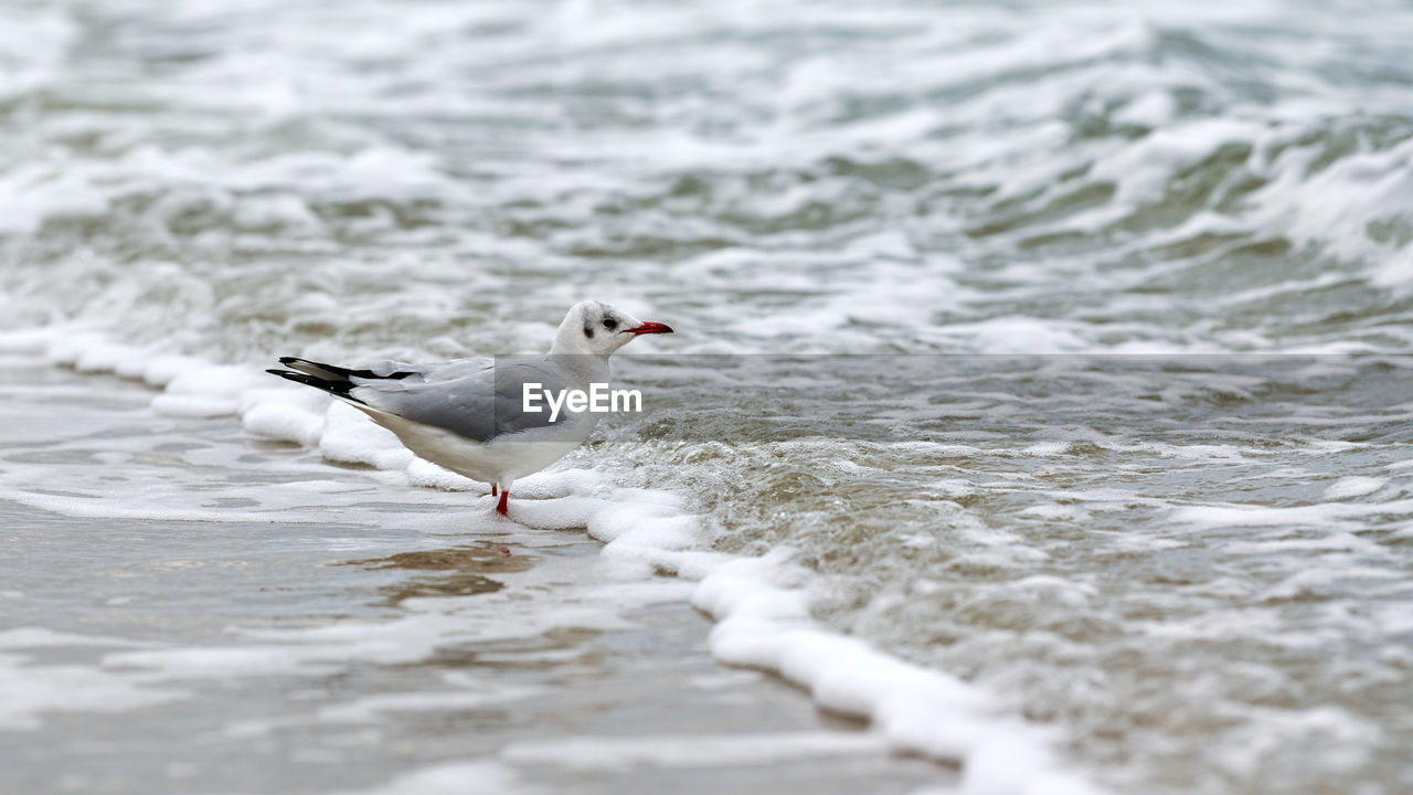 Seagull walking along seashore. black-headed gull chroicocephalus ridibundus standing by baltic sea