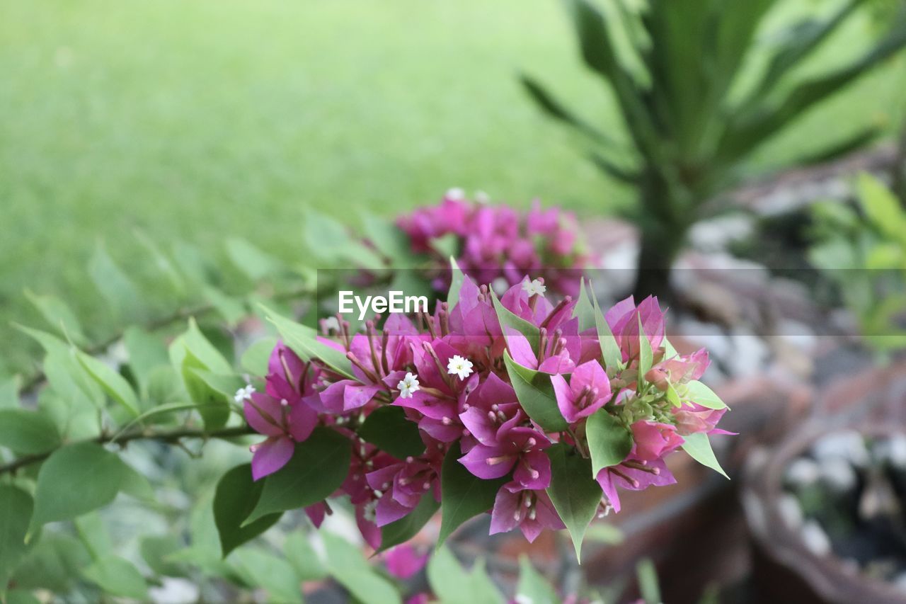 Close-up of pink flowering plant