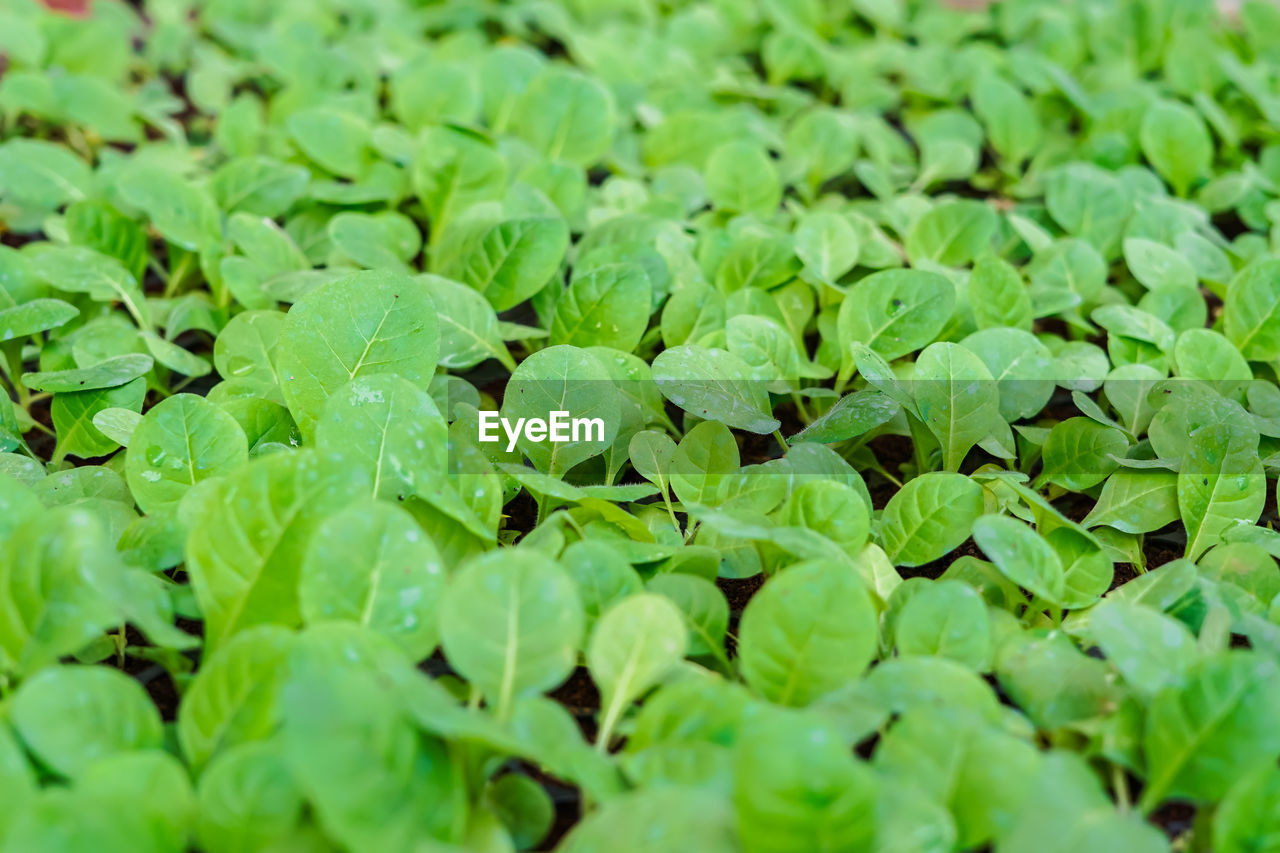 FULL FRAME SHOT OF PLANTS