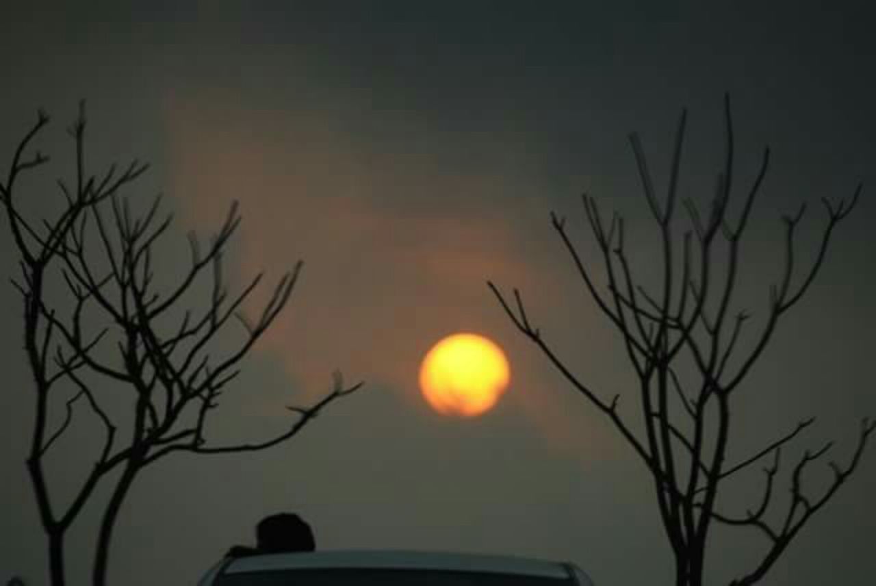 SILHOUETTE OF BARE TREE AT NIGHT