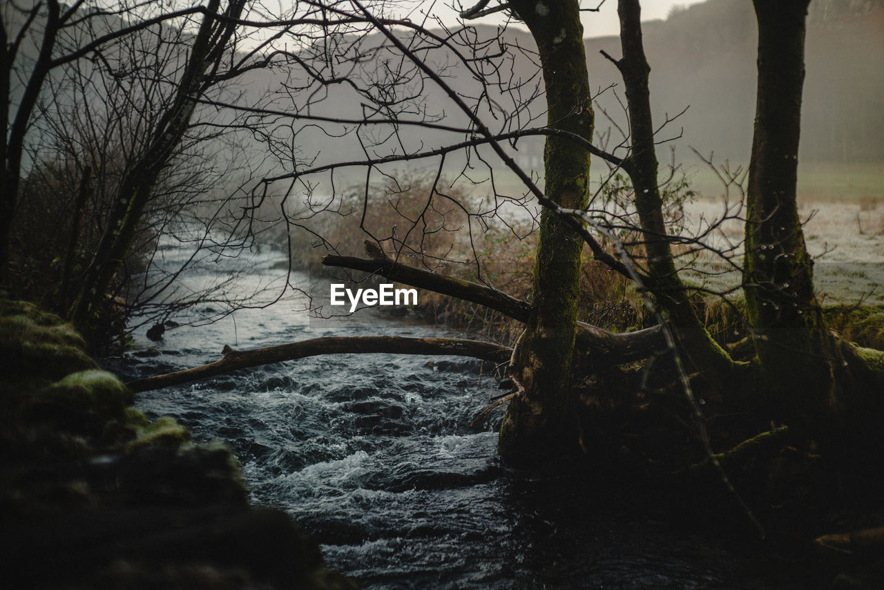 nature, tree, plant, water, river, bare tree, morning, tranquility, land, reflection, beauty in nature, scenics - nature, no people, branch, forest, sunlight, tranquil scene, autumn, leaf, wilderness, trunk, tree trunk, outdoors, environment, sky, day, non-urban scene, growth, idyllic, landscape, body of water, winter