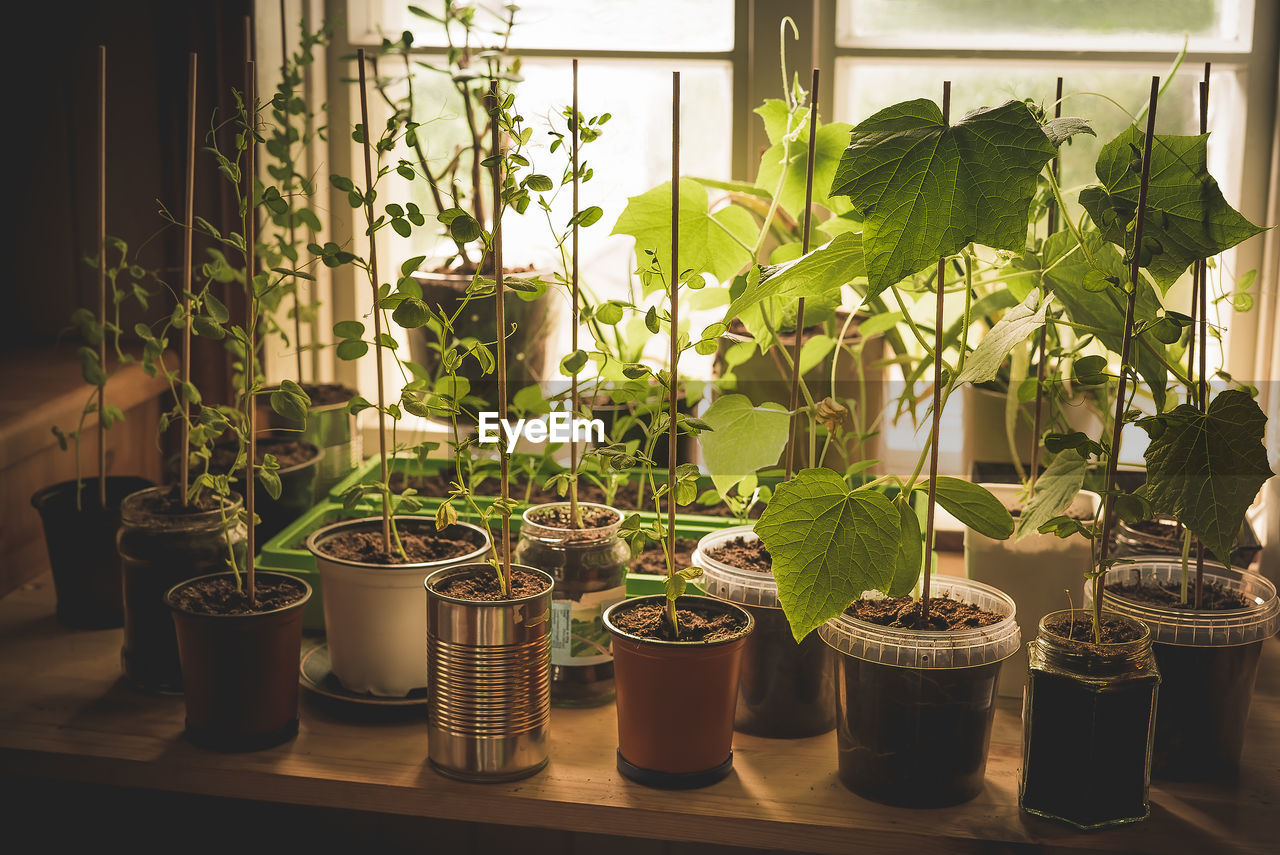 POTTED PLANTS IN GREENHOUSE AGAINST WINDOW