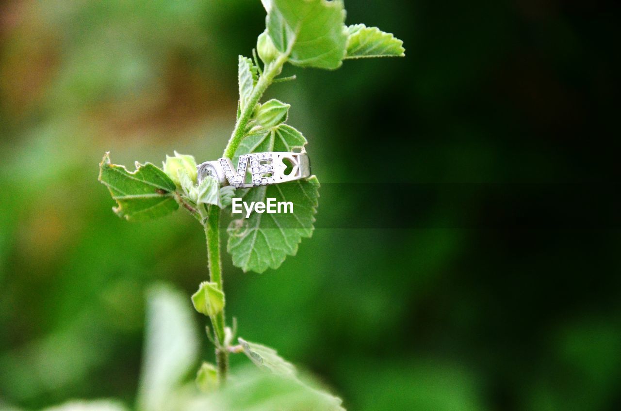 Close-up of insect on plant