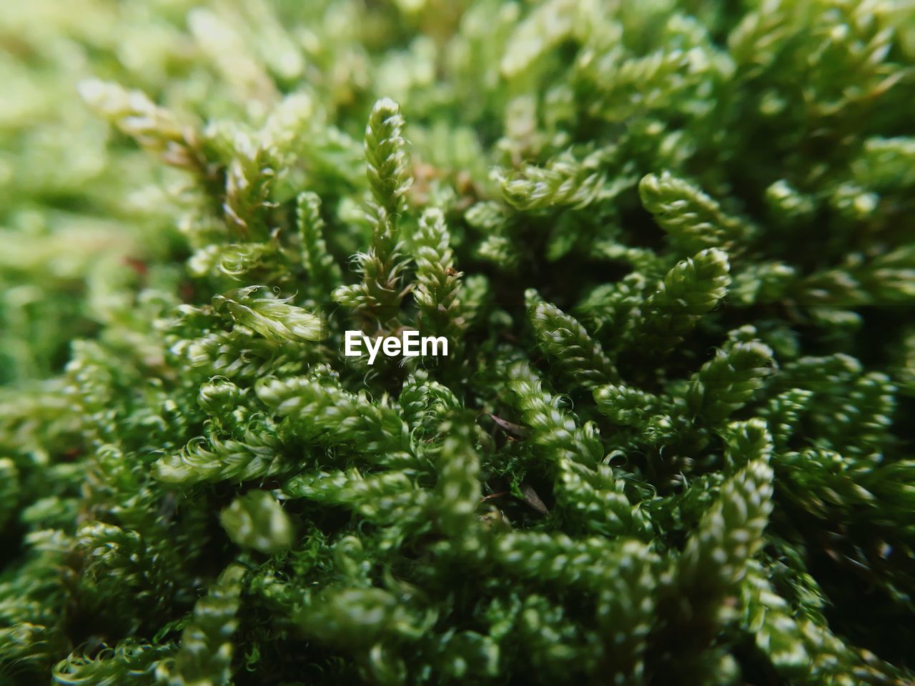 Extreme close up of plant