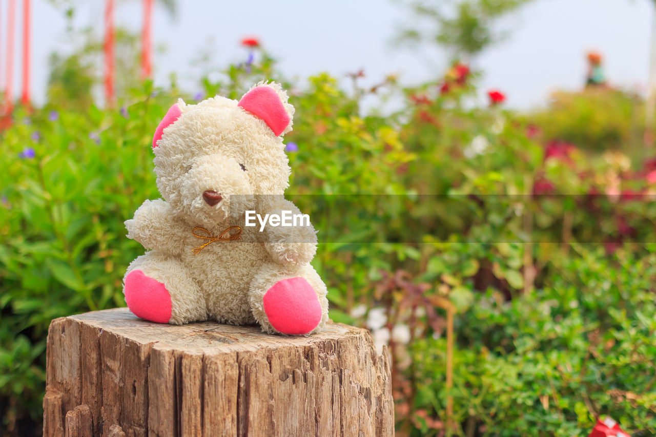 CLOSE-UP OF STUFFED TOY ON TREE