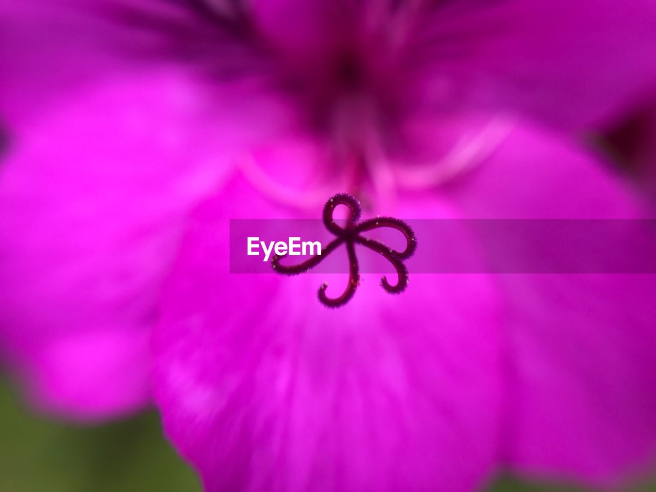 CLOSE-UP OF PINK AND PURPLE FLOWER