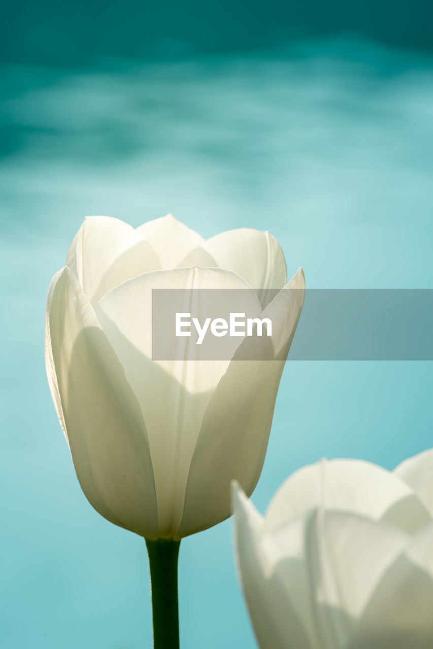 Close-up of white tulips against tuquoise background with bokeh round