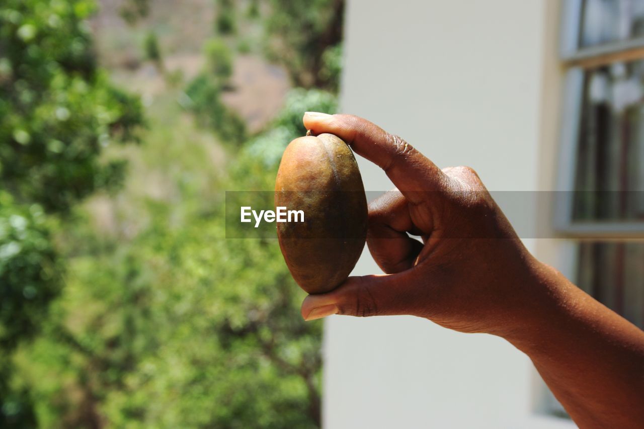 CLOSE-UP OF MAN HAND HOLDING APPLE