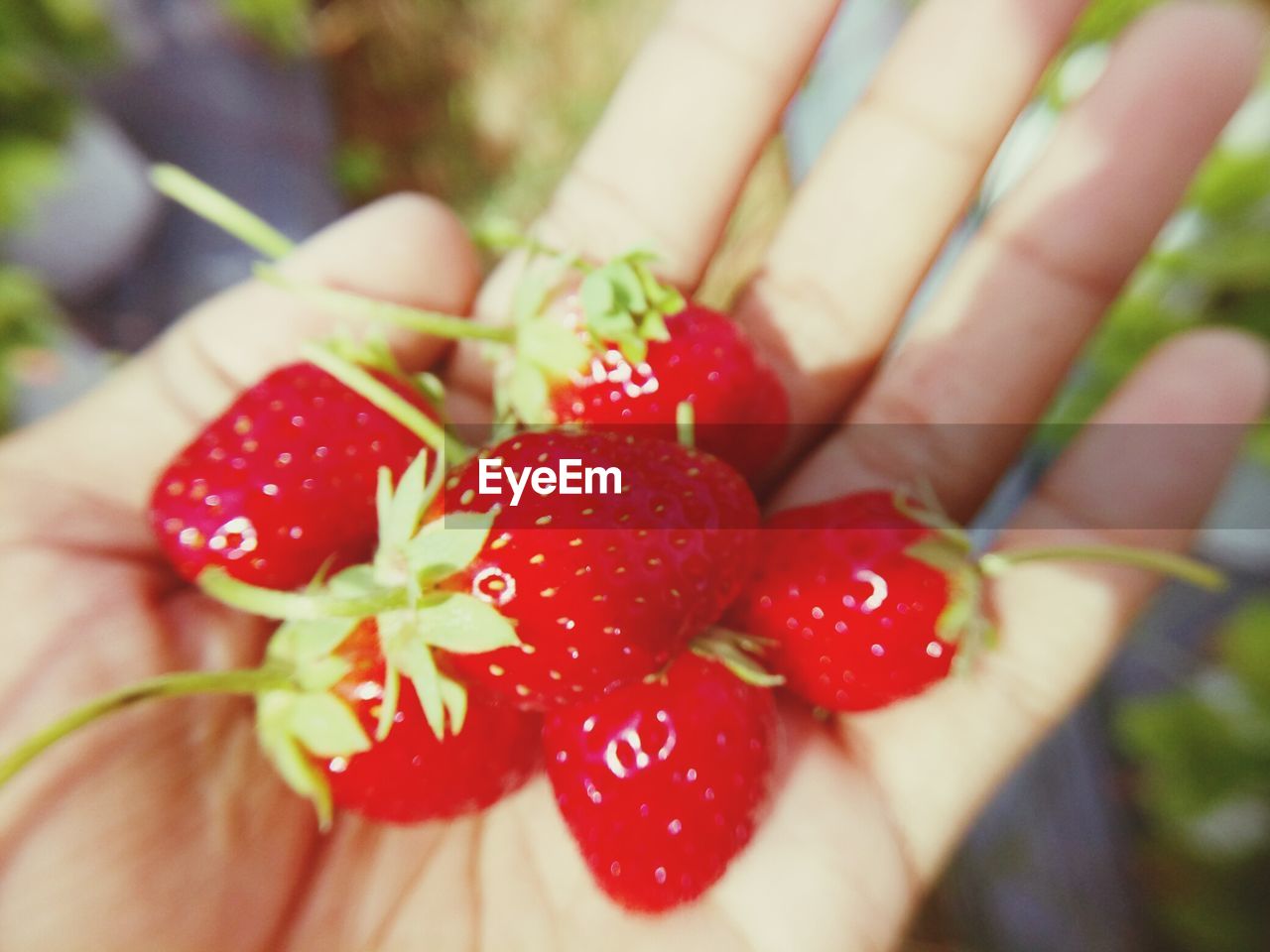 CLOSE-UP OF HAND HOLDING RED STRAWBERRIES