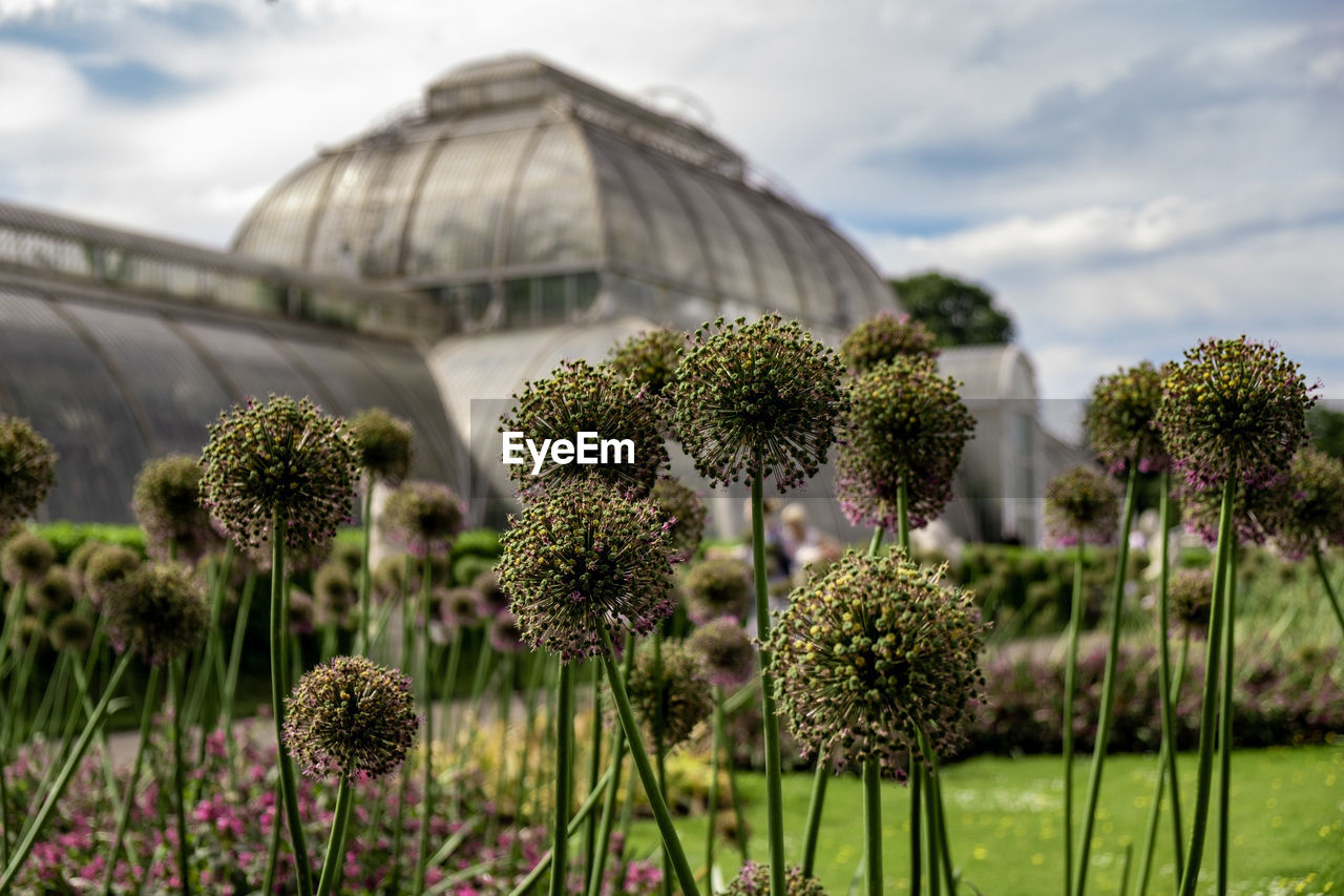 View of flowering plants against cloudy sky