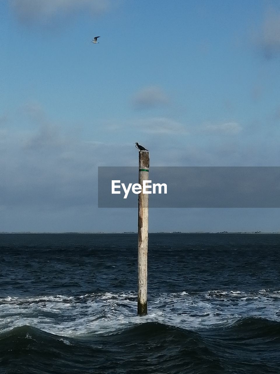 Seagull on wooden post in sea against sky