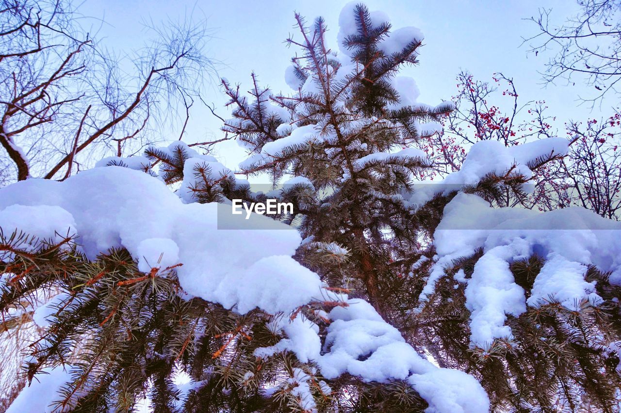 LOW ANGLE VIEW OF TREES AGAINST SKY