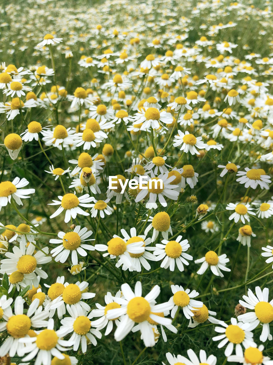 flower, flowering plant, plant, freshness, beauty in nature, fragility, growth, yellow, flower head, petal, inflorescence, nature, field, meadow, no people, land, close-up, springtime, day, white, wildflower, high angle view, abundance, daisy, outdoors, grass, flowerbed, backgrounds, blossom, botany, full frame