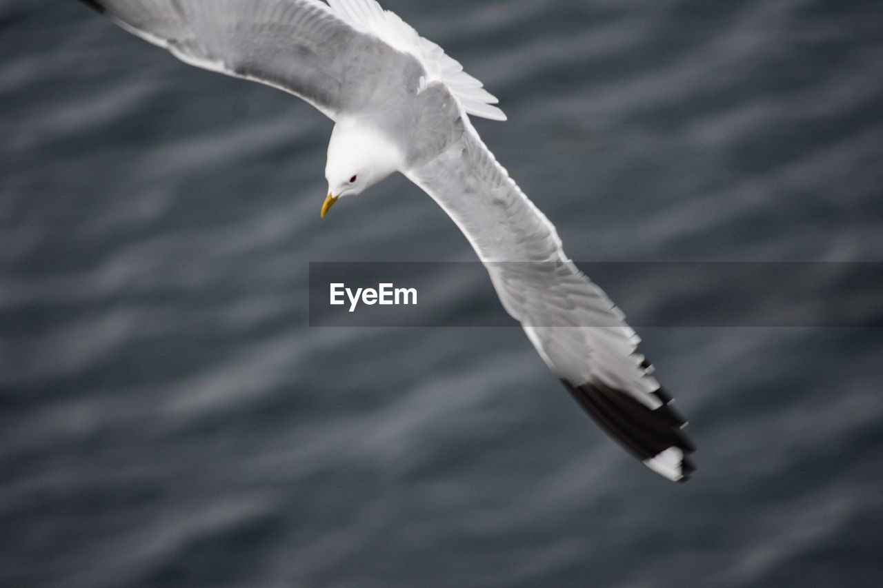 Close-up of seagull flying