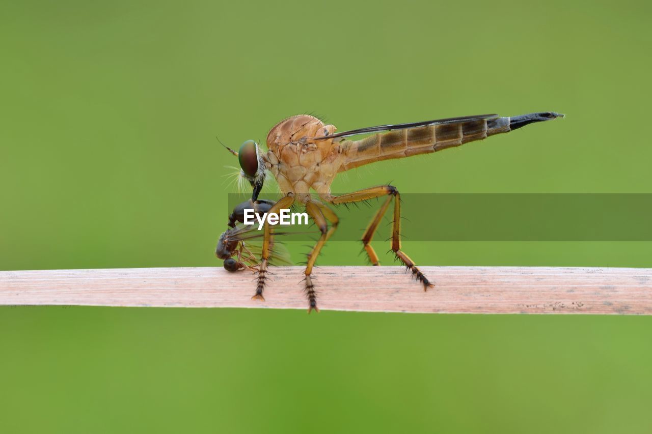 CLOSE-UP OF DRAGONFLY ON WOODEN POST