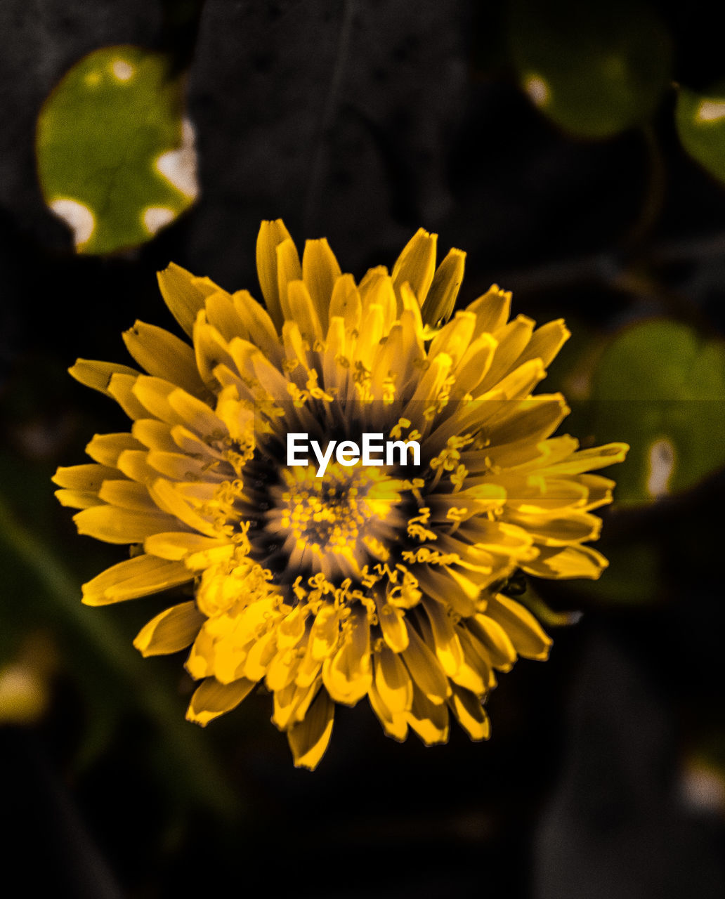 Close-up of yellow flowering plant