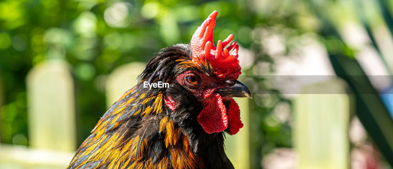 Close up low level view of male rooster cockerel showing black and gold feathers 