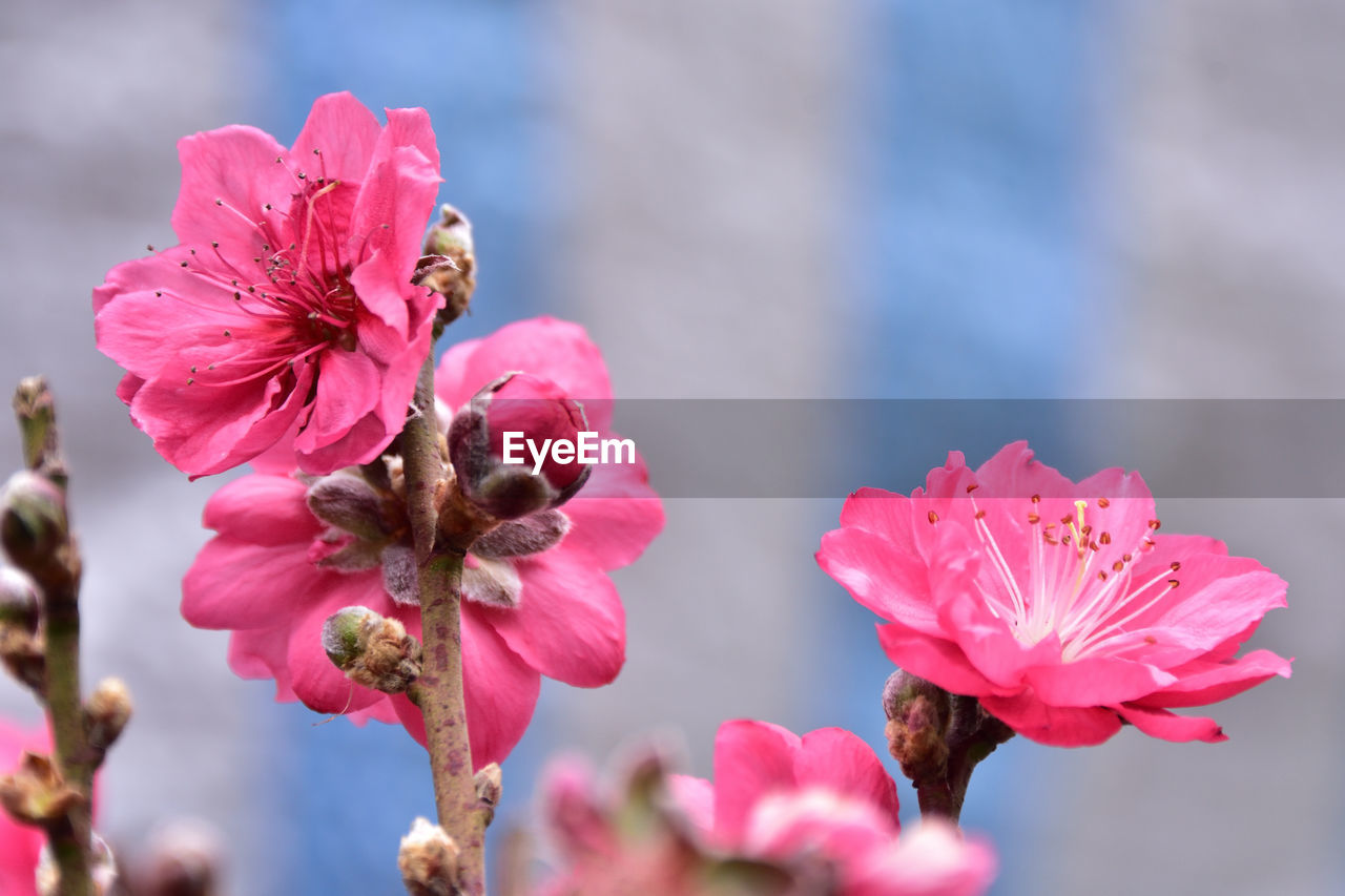 CLOSE-UP OF PINK CHERRY BLOSSOM