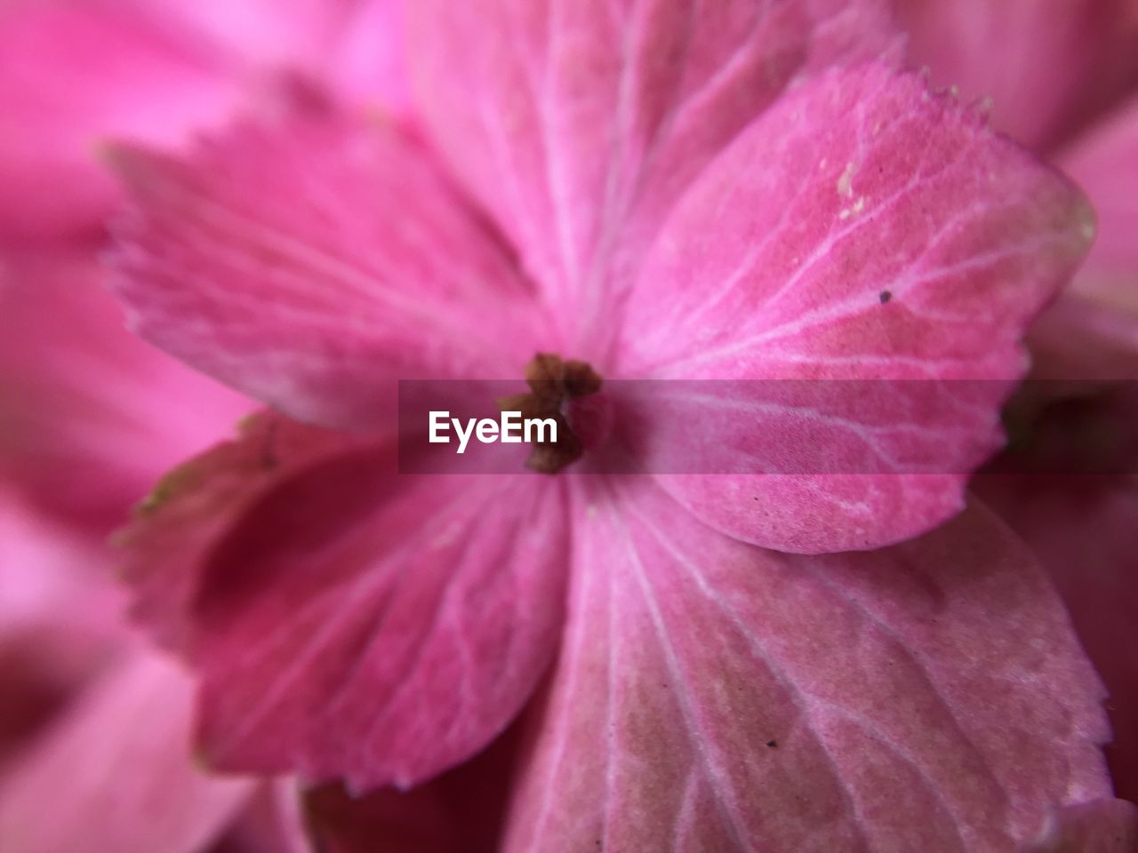 CLOSE-UP OF PINK FLOWER POLLEN