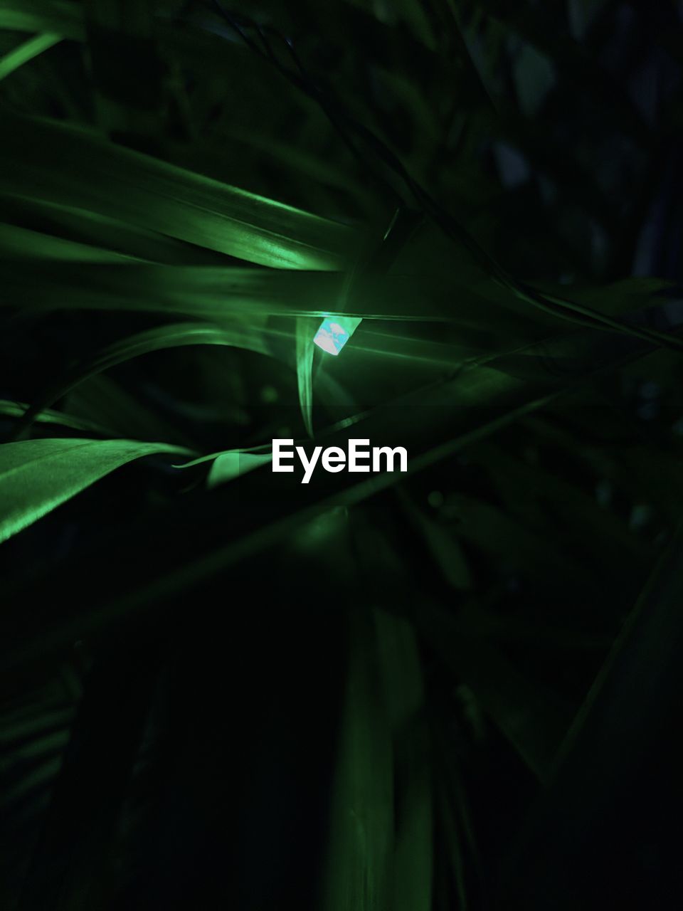 Close-up of illuminated light trails on plant at night