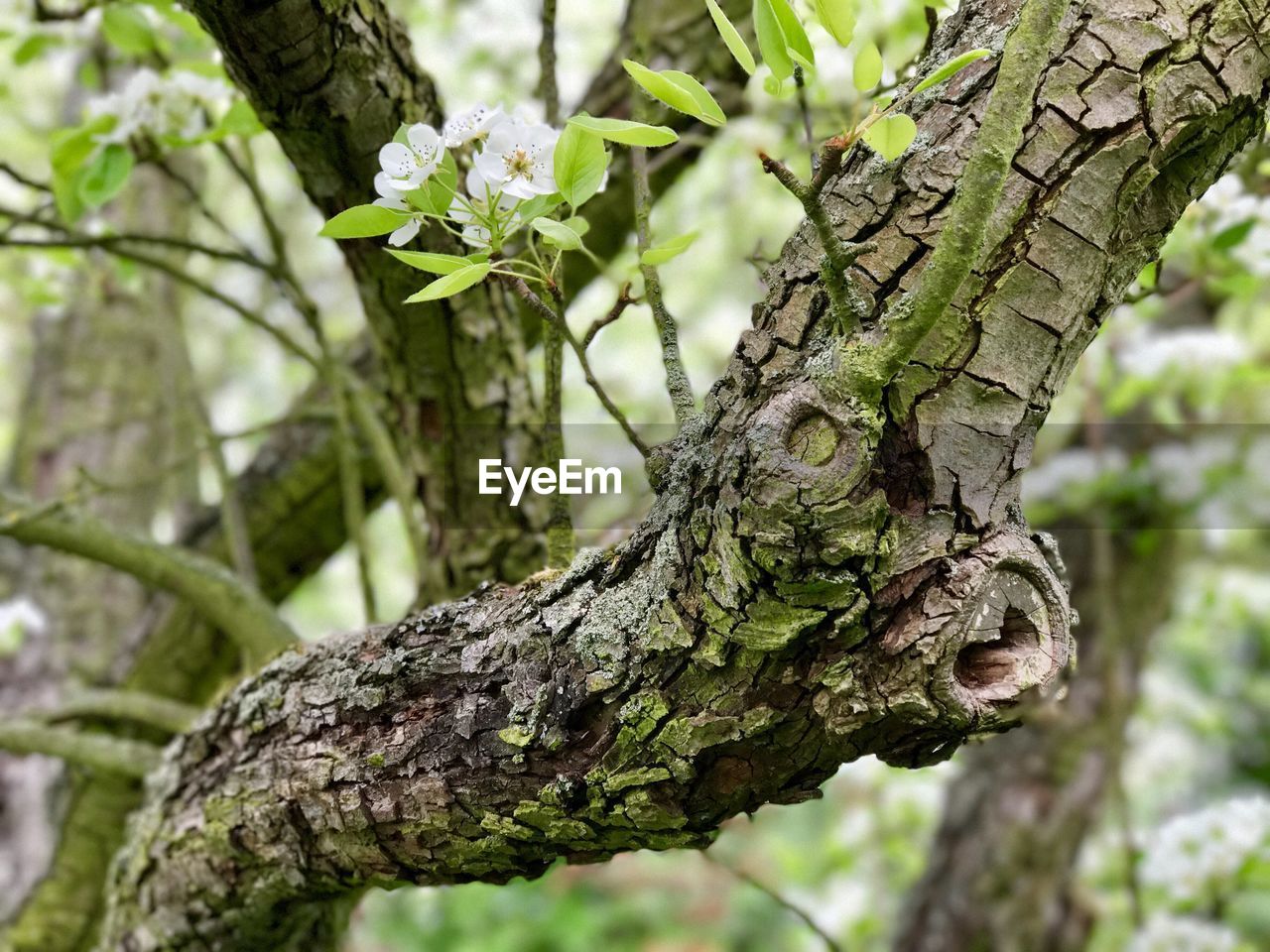 Close-up of tree trunk