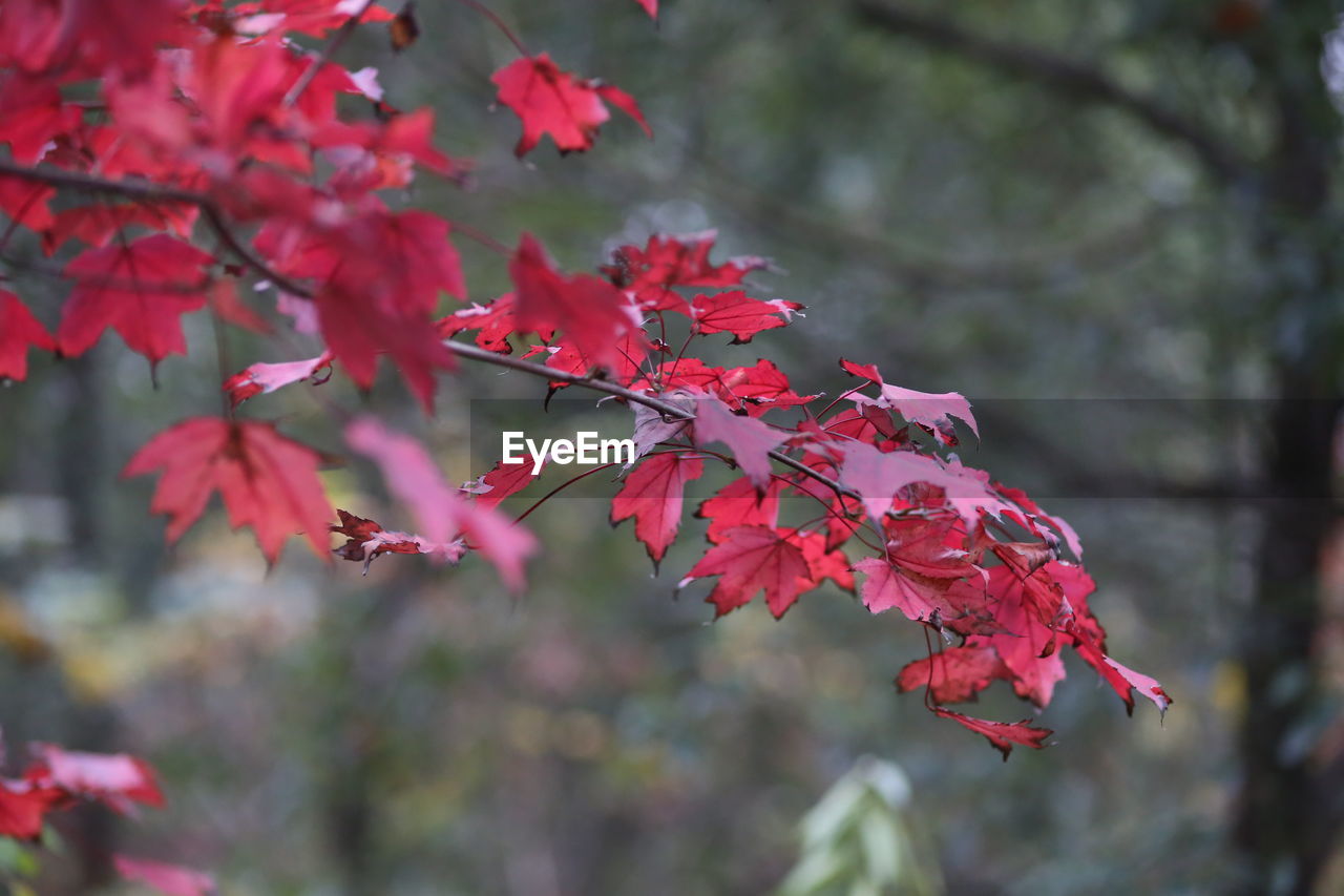 CLOSE-UP OF RED MAPLE LEAVES ON BRANCH