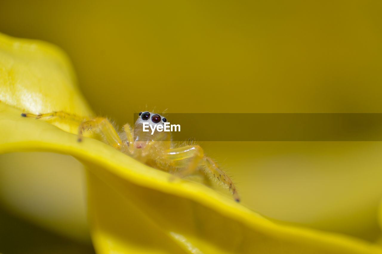 Spider on yellow leaf 