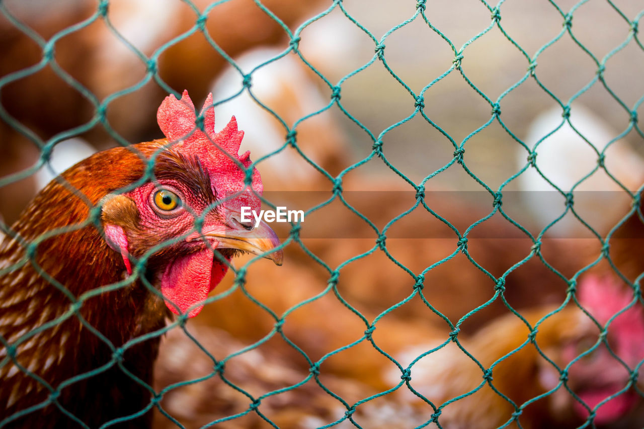 Close-up of rooster in cage