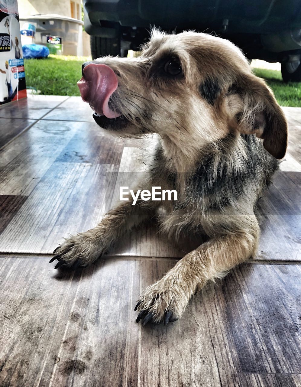 CLOSE-UP OF DOG ON WOODEN FLOOR