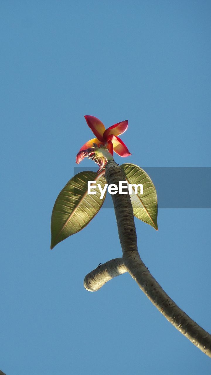 LOW ANGLE VIEW OF BLUE FLOWERING PLANT AGAINST CLEAR SKY