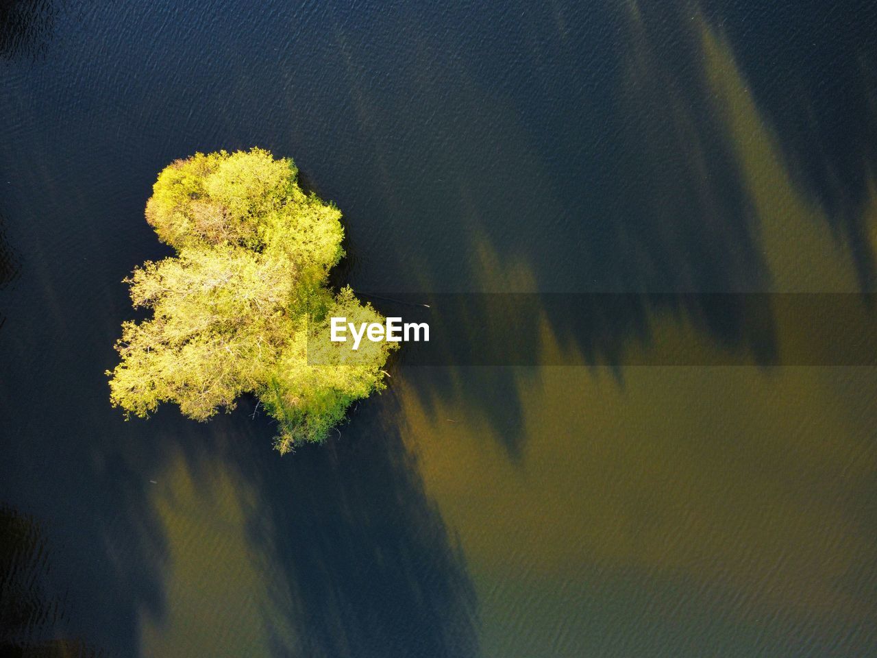 Aerial view of green nature - a lonely tree in water