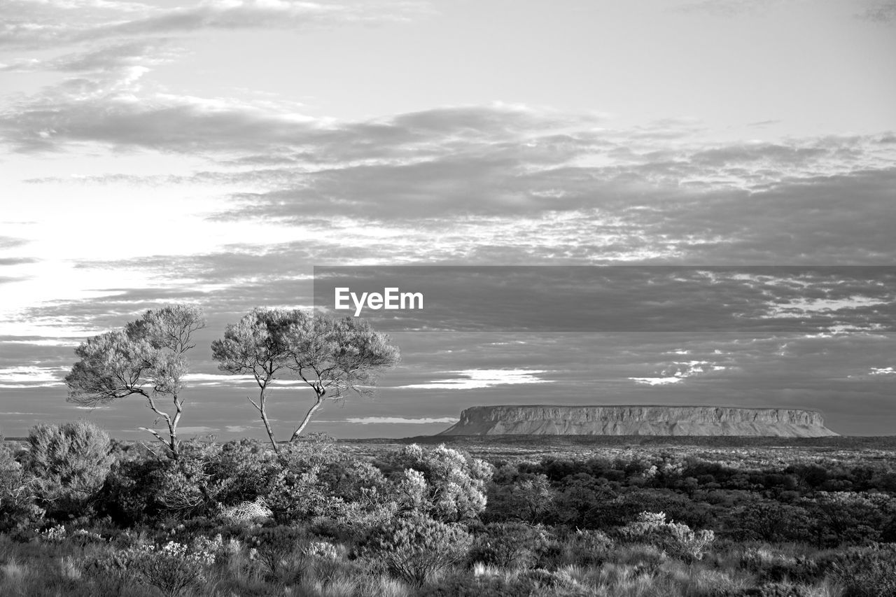 Trees on field against sky