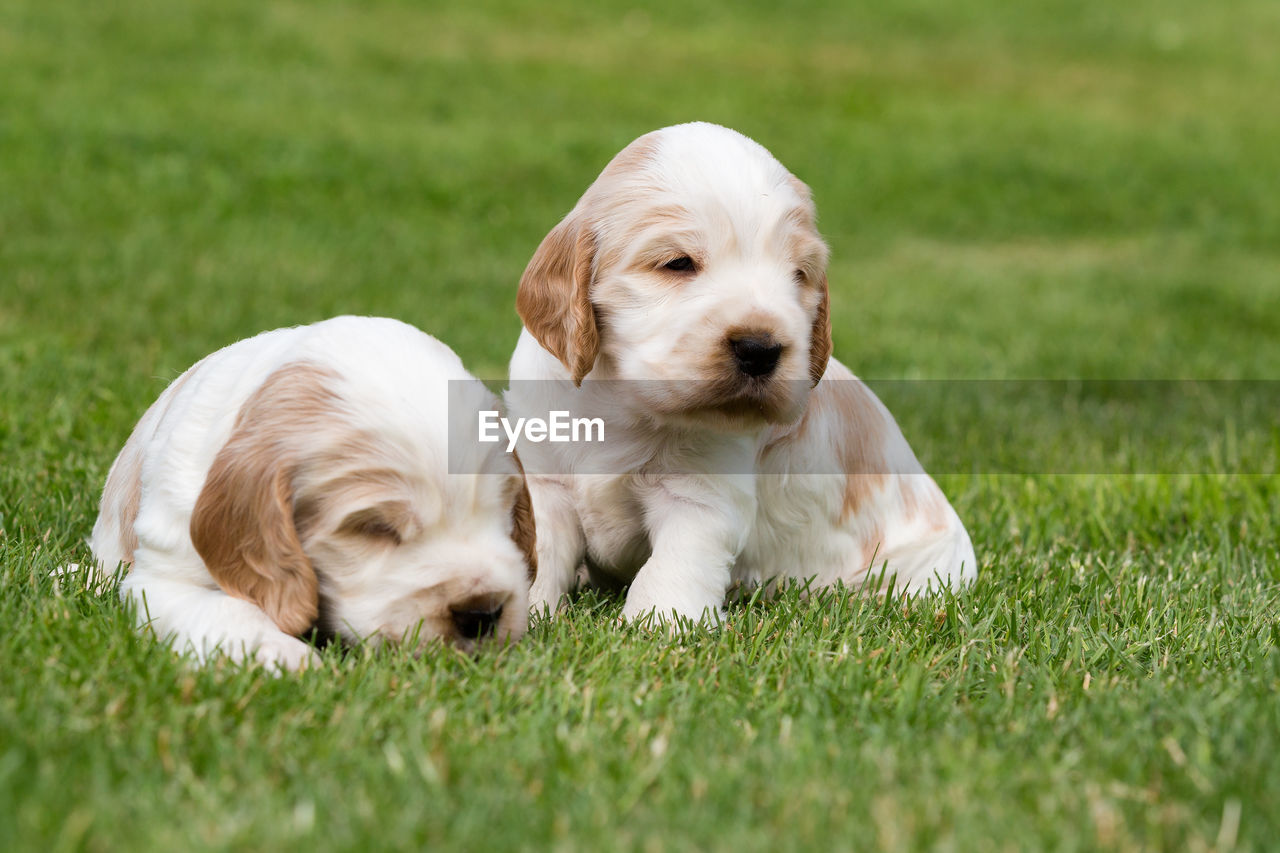 WHITE PUPPY ON FIELD