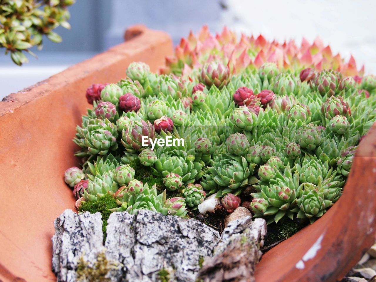 High angle view of succulent plants in container