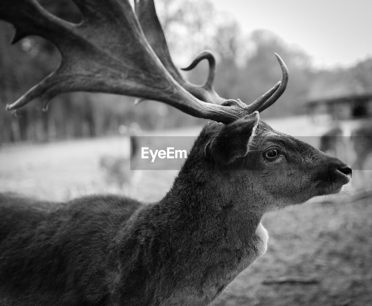 Close-up of stag against sky