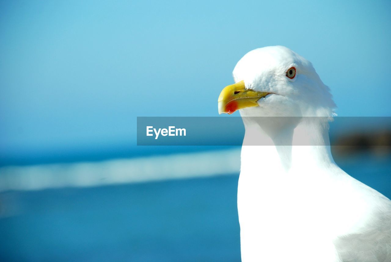 CLOSE-UP OF SEAGULL