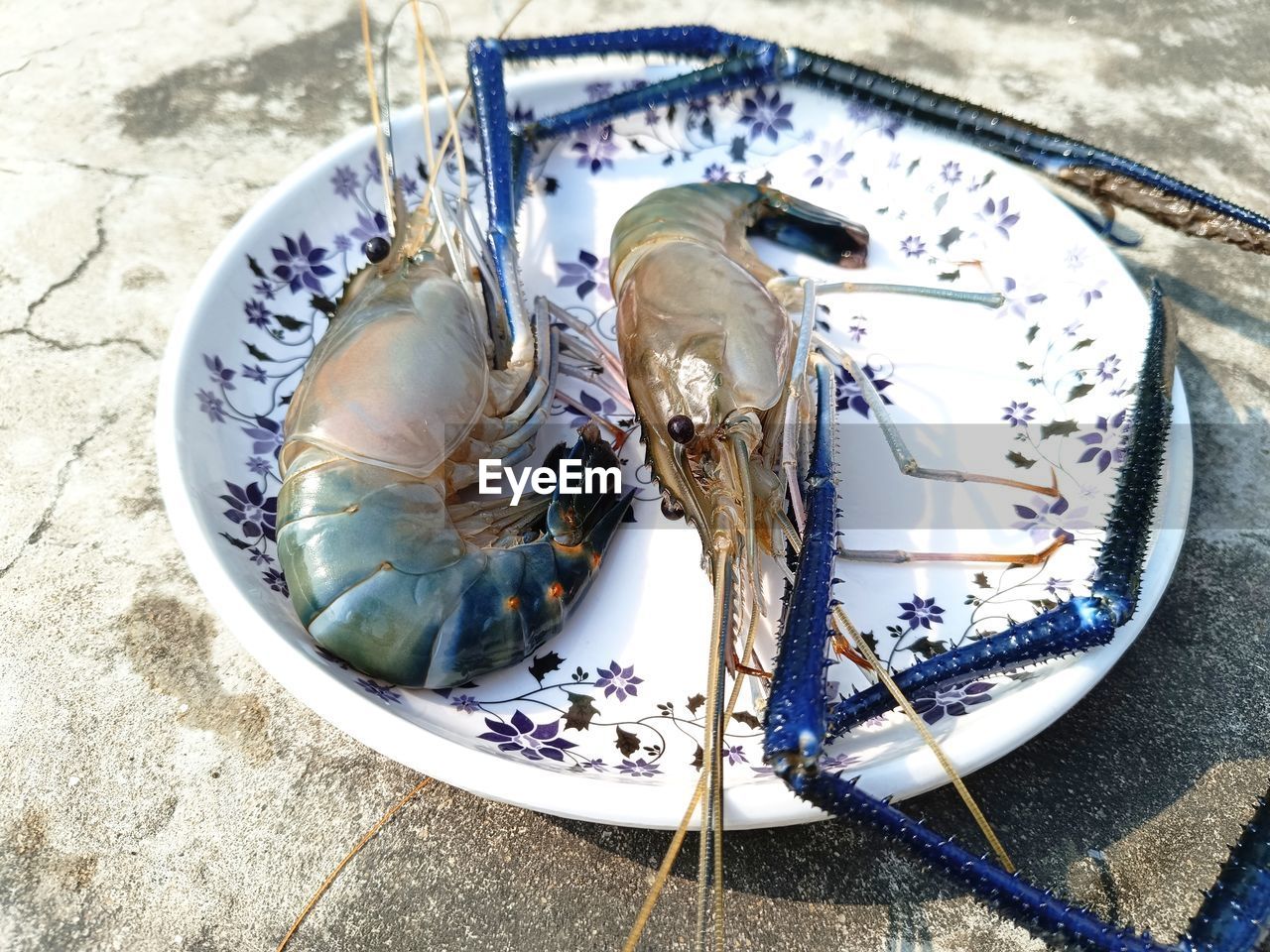 food, animal, high angle view, seafood, plate, blue, food and drink, no people, freshness, day, fish, shellfish, nature, close-up, still life, outdoors, wellbeing