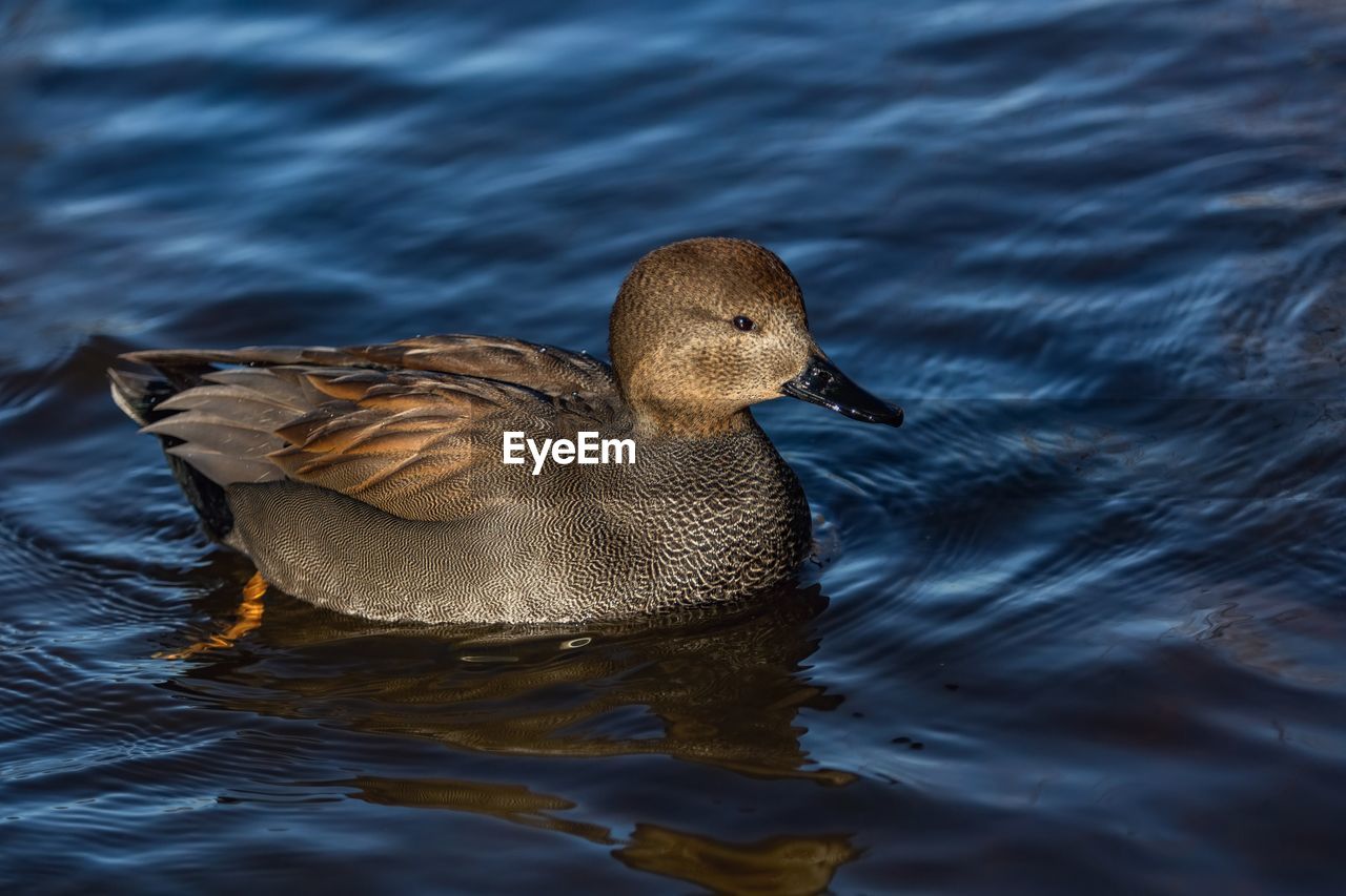 CLOSE-UP OF DUCK IN LAKE