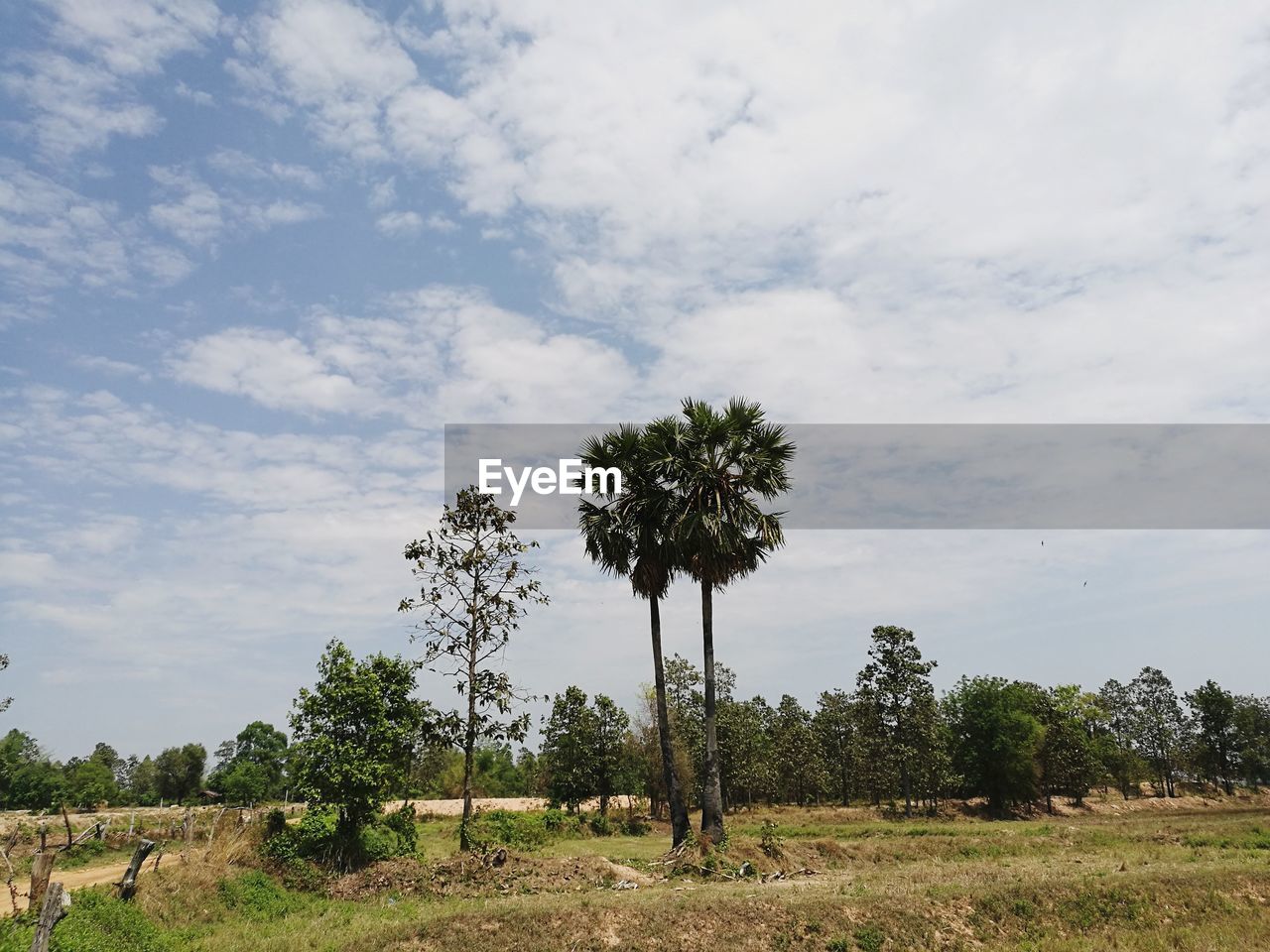 Trees on field against sky