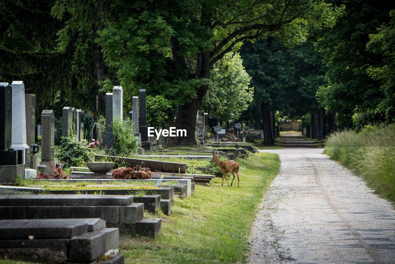 View of cemetery