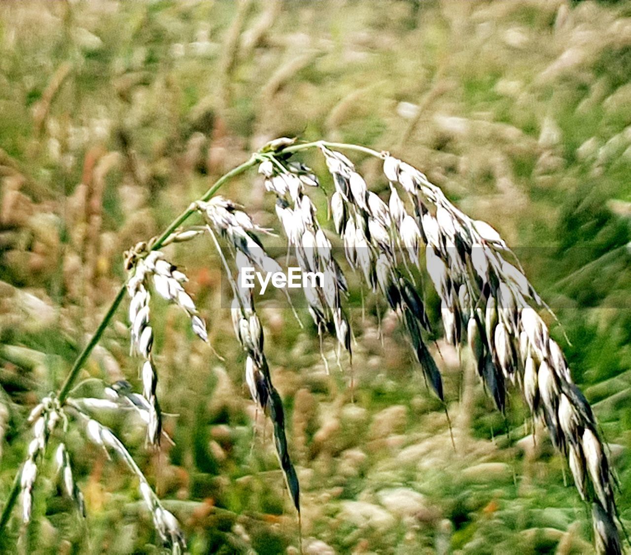 CLOSE-UP OF CORN FIELD