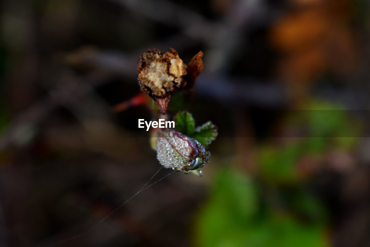 Close-up of wilted flower