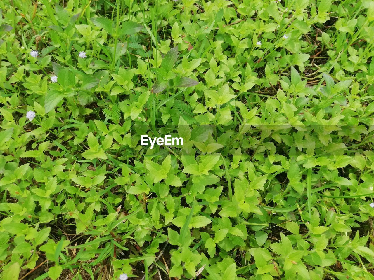 FULL FRAME SHOT OF FRESH GREEN PLANT