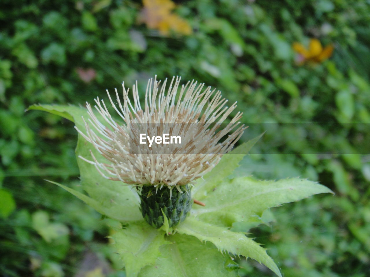 CLOSE-UP OF THISTLE IN PLANT