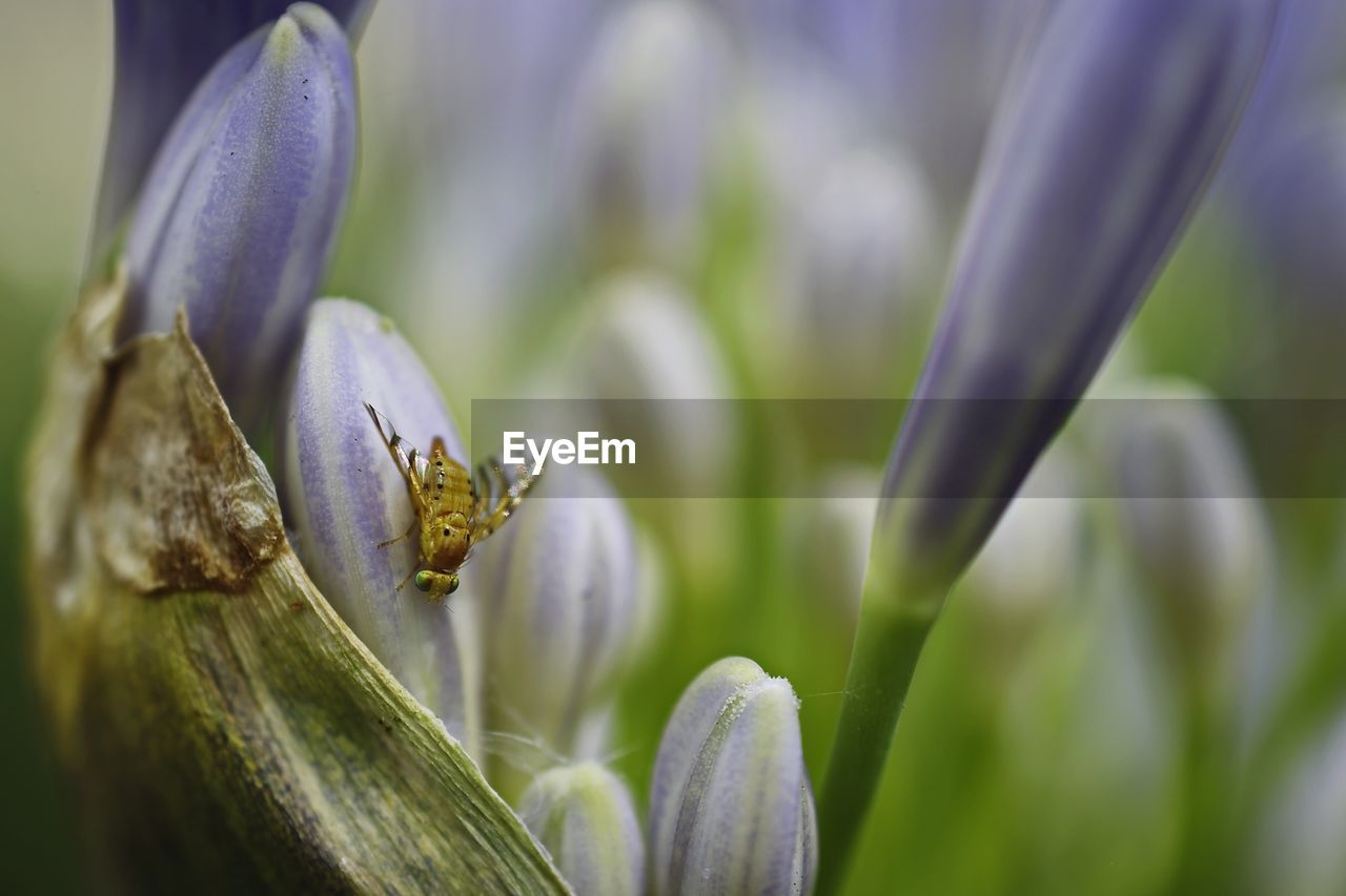 CLOSE-UP OF INSECT ON FLOWERS