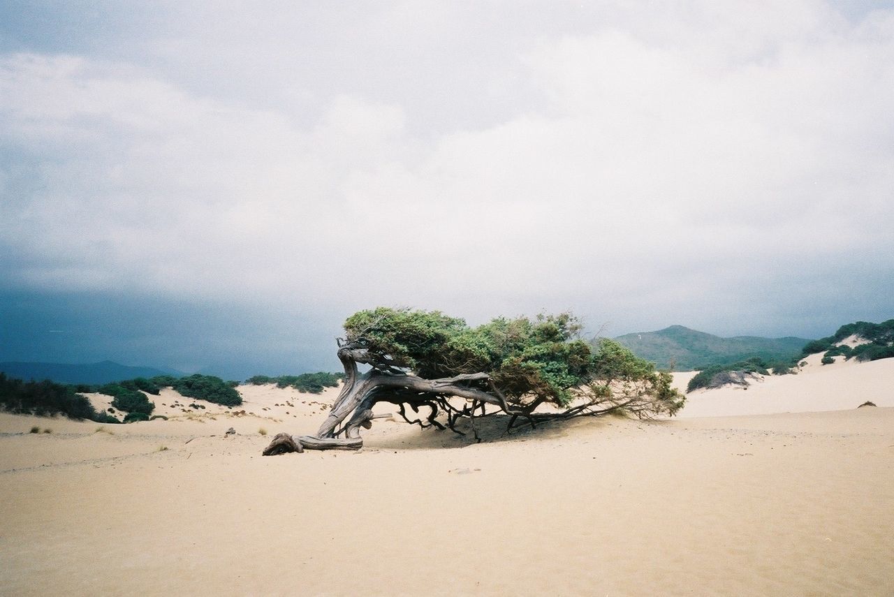 Twisted tree on sand dune in desert against cloudy sky