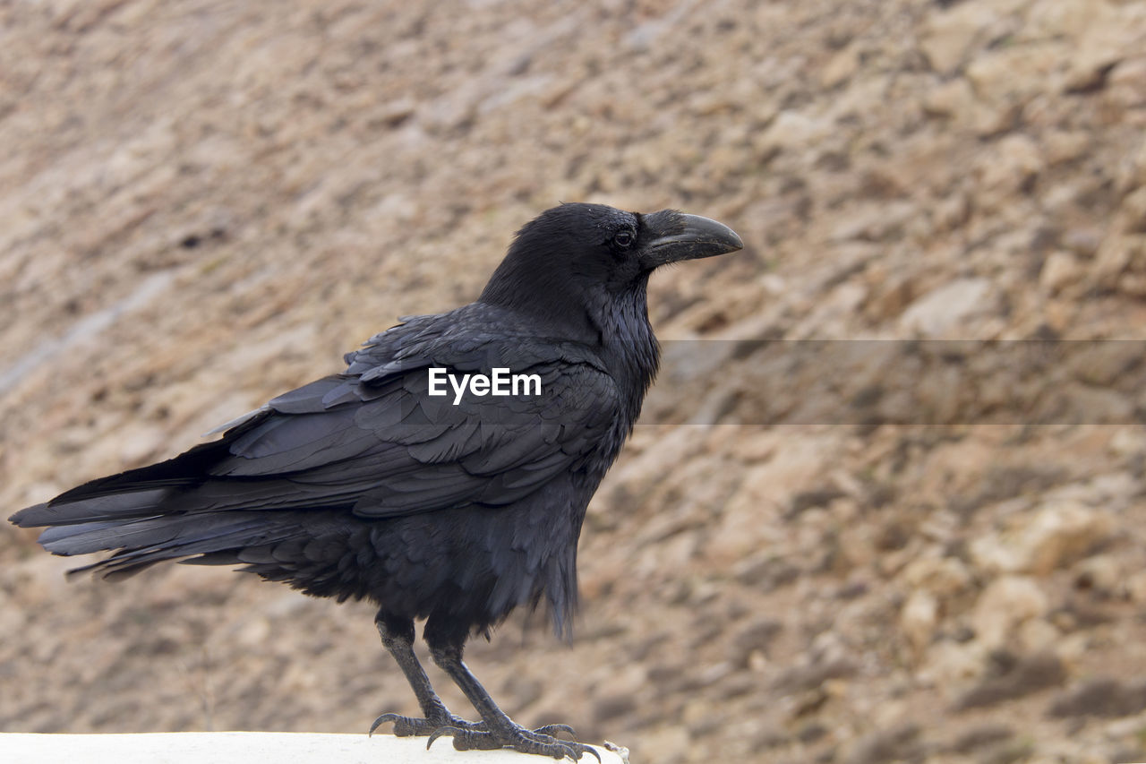 CLOSE-UP OF A BIRD PERCHING ON THE LAND